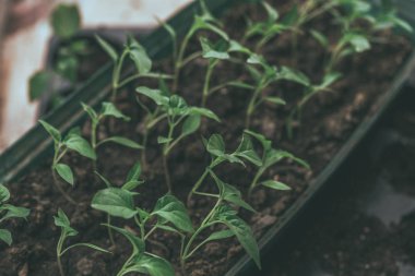 Rustik ahşap bir masa üzerinde fide turba pot salatalık bitki. Turba kaplarda fidan yetiştirmek. Modern botanik serasında güneş ışığında tohumlama, bahçecilik ve süs planlarının yetiştirilmesi