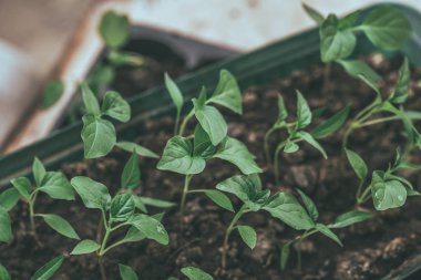 Rustik ahşap bir masa üzerinde fide turba pot salatalık bitki. Turba kaplarda fidan yetiştirmek. Modern botanik serasında güneş ışığında tohumlama, bahçecilik ve süs planlarının yetiştirilmesi