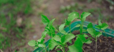 Rustik ahşap bir masa üzerinde fide turba pot salatalık bitki. Turba kaplarda fidan yetiştirmek. Modern botanik serasında güneş ışığında tohumlama, bahçecilik ve süs planlarının yetiştirilmesi