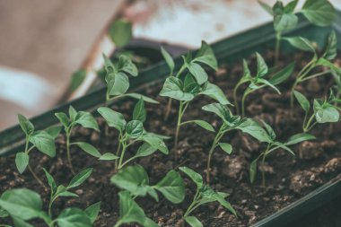 Rustik ahşap bir masa üzerinde fide turba pot salatalık bitki. Turba kaplarda fidan yetiştirmek. Modern botanik serasında güneş ışığında tohumlama, bahçecilik ve süs planlarının yetiştirilmesi