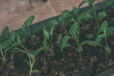 Rustik ahşap bir masa üzerinde fide turba pot salatalık bitki. Turba kaplarda fidan yetiştirmek. Modern botanik serasında güneş ışığında tohumlama, bahçecilik ve süs planlarının yetiştirilmesi