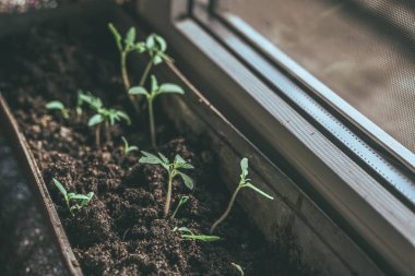 Rustik ahşap bir masa üzerinde fide turba pot salatalık bitki. Turba kaplarda fidan yetiştirmek. Modern botanik serasında güneş ışığında tohumlama, bahçecilik ve süs planlarının yetiştirilmesi