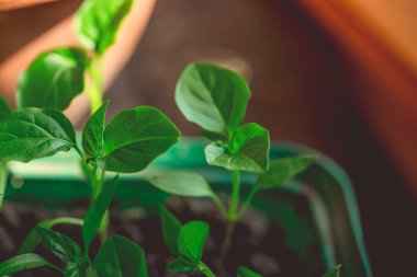 Rustik ahşap bir masa üzerinde fide turba pot salatalık bitki. Turba kaplarda fidan yetiştirmek. Modern botanik serasında güneş ışığında tohumlama, bahçecilik ve süs planlarının yetiştirilmesi