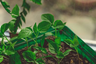 Rustik ahşap bir masa üzerinde fide turba pot salatalık bitki. Turba kaplarda fidan yetiştirmek. Modern botanik serasında güneş ışığında tohumlama, bahçecilik ve süs planlarının yetiştirilmesi