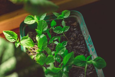 Rustik ahşap bir masa üzerinde fide turba pot salatalık bitki. Turba kaplarda fidan yetiştirmek. Modern botanik serasında güneş ışığında tohumlama, bahçecilik ve süs planlarının yetiştirilmesi