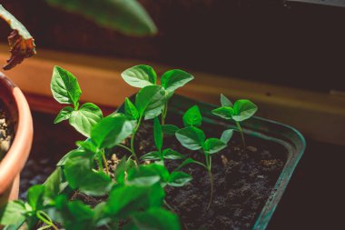 Rustik ahşap bir masa üzerinde fide turba pot salatalık bitki. Turba kaplarda fidan yetiştirmek. Modern botanik serasında güneş ışığında tohumlama, bahçecilik ve süs planlarının yetiştirilmesi