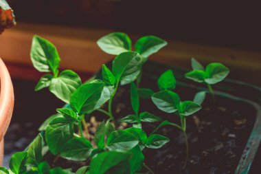 Rustik ahşap bir masa üzerinde fide turba pot salatalık bitki. Turba kaplarda fidan yetiştirmek. Modern botanik serasında güneş ışığında tohumlama, bahçecilik ve süs planlarının yetiştirilmesi