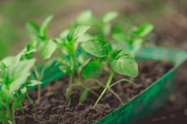 Rustik ahşap bir masa üzerinde fide turba pot salatalık bitki. Turba kaplarda fidan yetiştirmek. Modern botanik serasında güneş ışığında tohumlama, bahçecilik ve süs planlarının yetiştirilmesi
