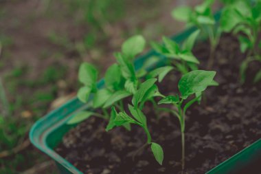 Rustik ahşap bir masa üzerinde fide turba pot salatalık bitki. Turba kaplarda fidan yetiştirmek. Modern botanik serasında güneş ışığında tohumlama, bahçecilik ve süs planlarının yetiştirilmesi