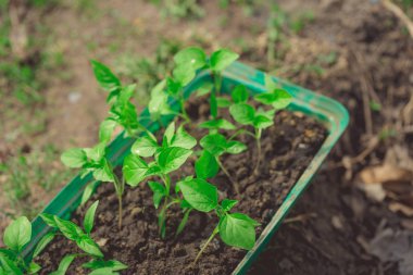 Rustik ahşap bir masa üzerinde fide turba pot salatalık bitki. Turba kaplarda fidan yetiştirmek. Modern botanik serasında güneş ışığında tohumlama, bahçecilik ve süs planlarının yetiştirilmesi