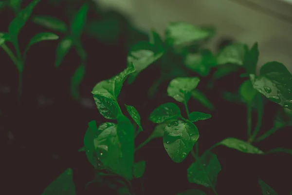 黄瓜植物在幼苗泥炭锅上质朴的木桌上 在泥炭盆中生长幼苗 植物在阳光下播种 在现代植物温室 园艺和种植观赏计划 — 图库照片