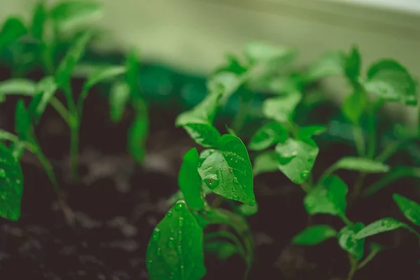 Planta Pepino Maceta Turba Sobre Una Mesa Madera Rústica Cultivo —  Fotos de Stock