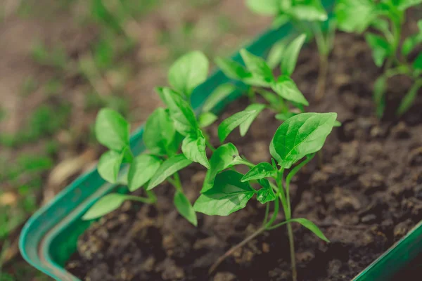 Planta Pepino Maceta Turba Sobre Una Mesa Madera Rústica Cultivo —  Fotos de Stock