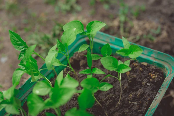 Planta Pepino Maceta Turba Sobre Una Mesa Madera Rústica Cultivo —  Fotos de Stock