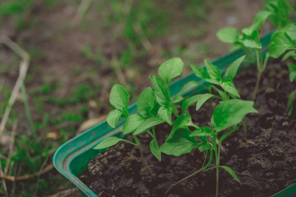 Planta Pepino Maceta Turba Sobre Una Mesa Madera Rústica Cultivo —  Fotos de Stock