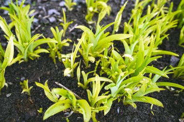 Toprakta büyüyen yeşil planlar Koyu ıslak toprakta yetişen yeşil bitkilerin ihale sprigs