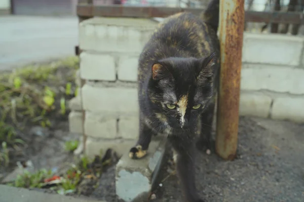 Katze Auf Der Straße Pelzige Katze Auf Der Straße — Stockfoto