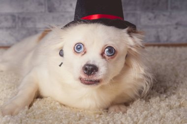Beyaz halı üzerinde yatan küçük siyah şapka giyen mavi gözlü küçük beyaz kürklü köpek üzerinde yatan şapka sevimli beyaz köpek