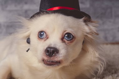 Beyaz halı üzerinde yatan küçük siyah şapka giyen mavi gözlü küçük beyaz kürklü köpek üzerinde yatan şapka sevimli beyaz köpek