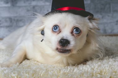 Beyaz halı üzerinde yatan küçük siyah şapka giyen mavi gözlü küçük beyaz kürklü köpek üzerinde yatan şapka sevimli beyaz köpek