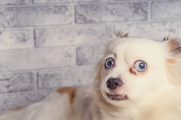 Pequeno Cão Relaxado Deitado Tapete Pequeno Cão Branco Com Olhos — Fotografia de Stock