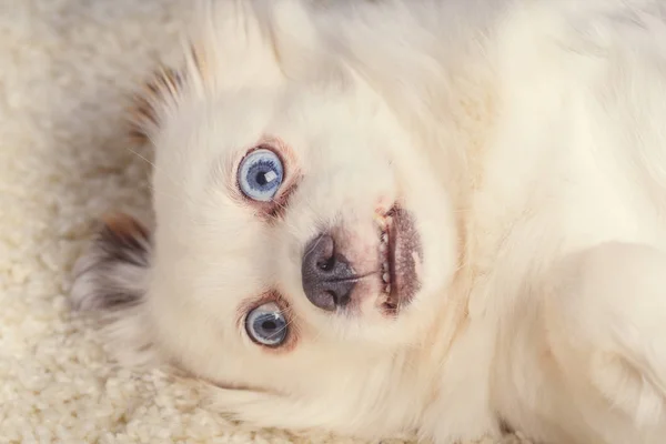 Pequeño Perro Relajado Acostado Alfombrapequeño Perro Blanco Con Ojos Azules —  Fotos de Stock