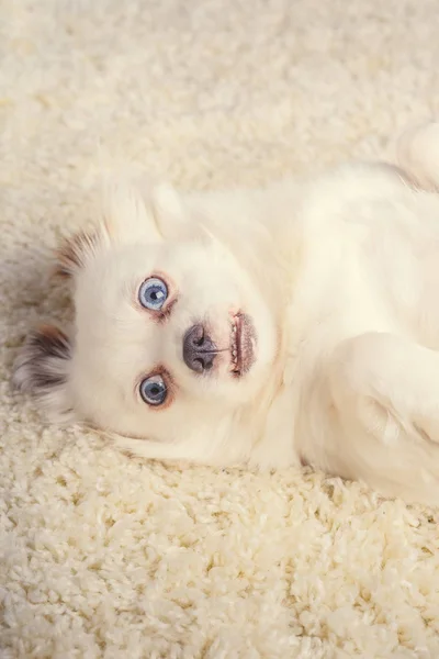 Pequeno Cão Relaxado Deitado Tapete Pequeno Cão Branco Com Olhos — Fotografia de Stock