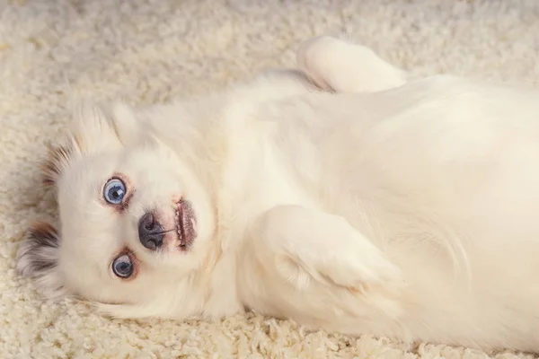 Little relaxed dog lying on carpetLittle white dog with blue eyes lying on light carpet at home