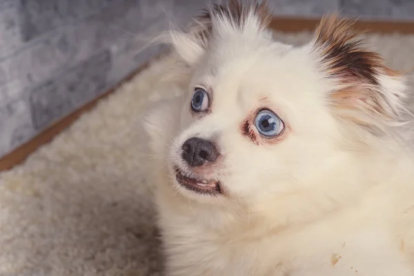 Pequeno Cão Relaxado Deitado Tapete Pequeno Cão Branco Com Olhos — Fotografia de Stock