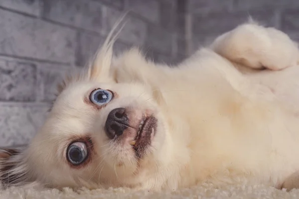 Pequeno Cão Relaxado Deitado Tapete Pequeno Cão Branco Com Olhos — Fotografia de Stock