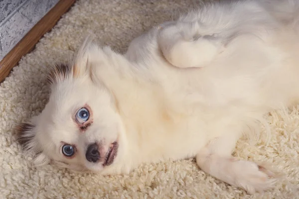 Pequeno Cão Relaxado Deitado Tapete Pequeno Cão Branco Com Olhos — Fotografia de Stock