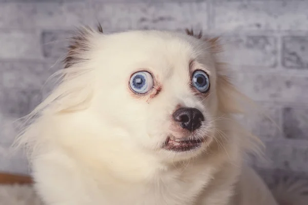 Little relaxed dog lying on carpetLittle white dog with blue eyes lying on light carpet at home