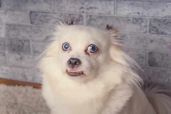 Pequeño Perro Relajado Acostado Alfombrapequeño Perro Blanco Con Ojos Azules —  Fotos de Stock