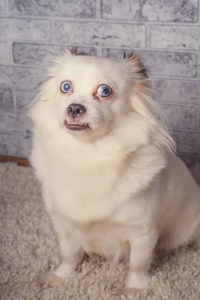 Little relaxed dog lying on carpetLittle white dog with blue eyes lying on light carpet at home