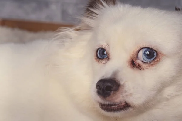 Pequeno Cão Relaxado Deitado Tapete Pequeno Cão Branco Com Olhos — Fotografia de Stock