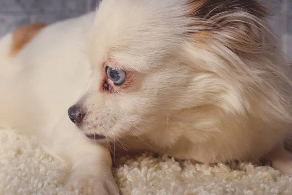 Malý Uvolněný Pes Ležel Malém Bílém Psu Modrými Oči Ležící — Stock fotografie