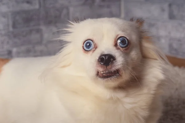 Pequeño Perro Relajado Acostado Alfombrapequeño Perro Blanco Con Ojos Azules —  Fotos de Stock