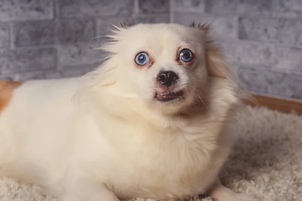 Little Relaxed Dog Lying Carpetlittle White Dog Blue Eyes Lying — Stock Photo, Image