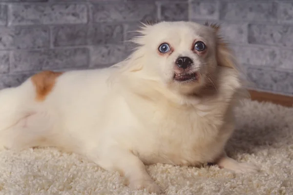 Pequeno Cão Relaxado Deitado Tapete Pequeno Cão Branco Com Olhos — Fotografia de Stock