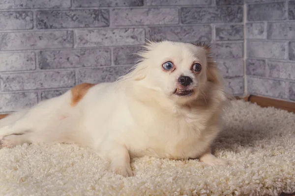 Little relaxed dog lying on carpetLittle white dog with blue eyes lying on light carpet at home