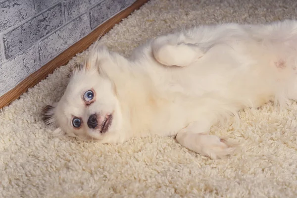 Malý Uvolněný Pes Ležel Malém Bílém Psu Modrými Oči Ležící — Stock fotografie