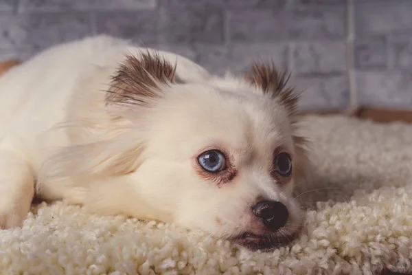 Little relaxed dog lying on carpetLittle white dog with blue eyes lying on light carpet at home