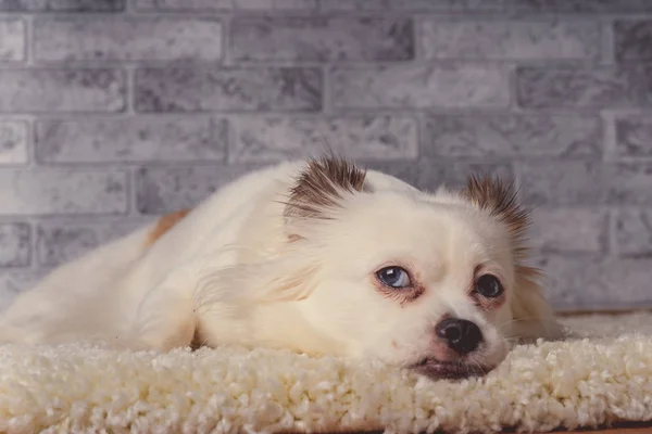 Little relaxed dog lying on carpetLittle white dog with blue eyes lying on light carpet at home