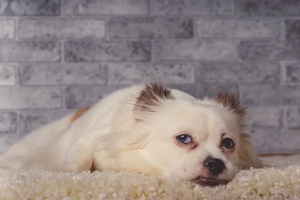 Pequeno Cão Relaxado Deitado Tapete Pequeno Cão Branco Com Olhos — Fotografia de Stock