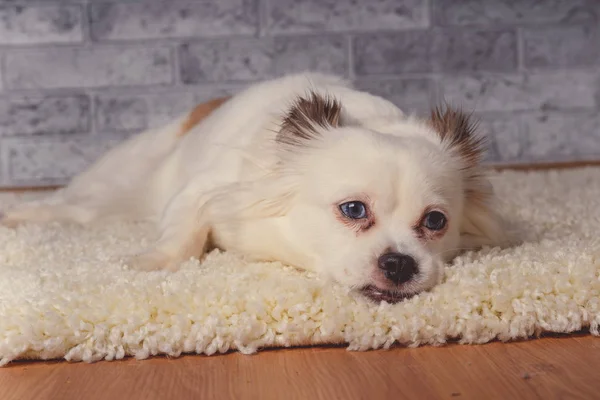 Little relaxed dog lying on carpetLittle white dog with blue eyes lying on light carpet at home