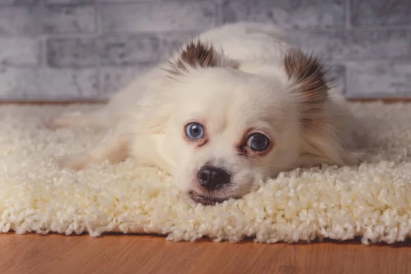 Pequeno Cão Relaxado Deitado Tapete Pequeno Cão Branco Com Olhos — Fotografia de Stock