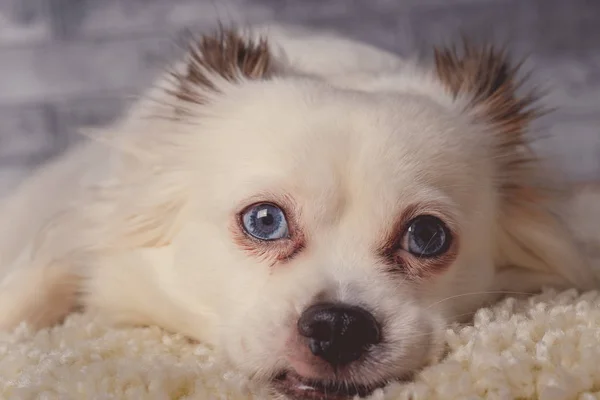 Pequeno Cão Relaxado Deitado Tapete Pequeno Cão Branco Com Olhos — Fotografia de Stock