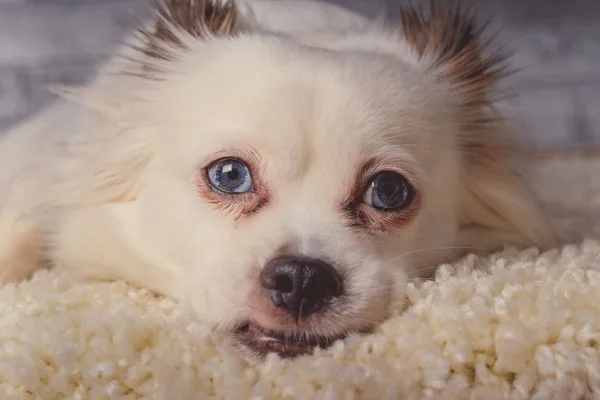 Little relaxed dog lying on carpetLittle white dog with blue eyes lying on light carpet at home