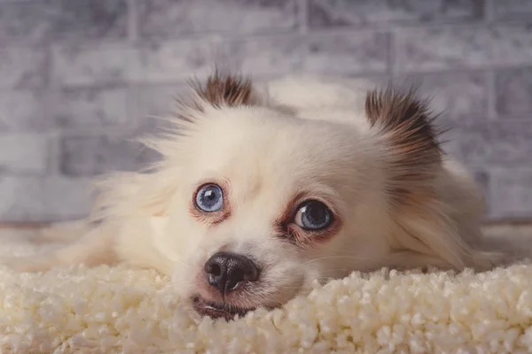 Little relaxed dog lying on carpetLittle white dog with blue eyes lying on light carpet at home