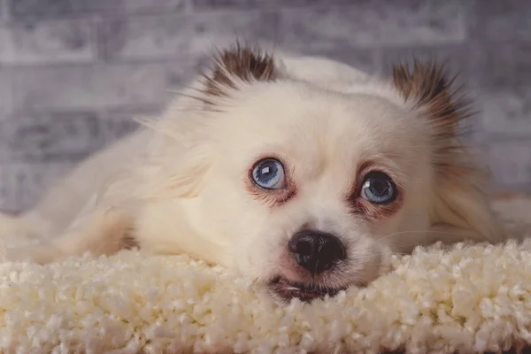 Little relaxed dog lying on carpetLittle white dog with blue eyes lying on light carpet at home